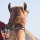 Camel beauty pageants